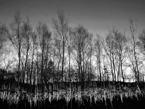 Watery Reflection Black Ornate Wood Framed Art Print with Double Matting by Henson, Martin