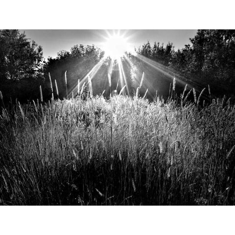 Reaching for the Sky White Modern Wood Framed Art Print by Henson, Martin