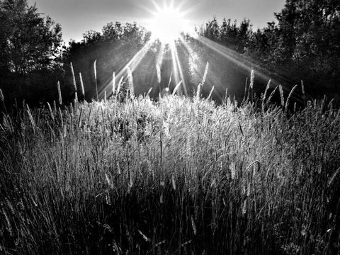 Reaching for the Sky White Modern Wood Framed Art Print with Double Matting by Henson, Martin