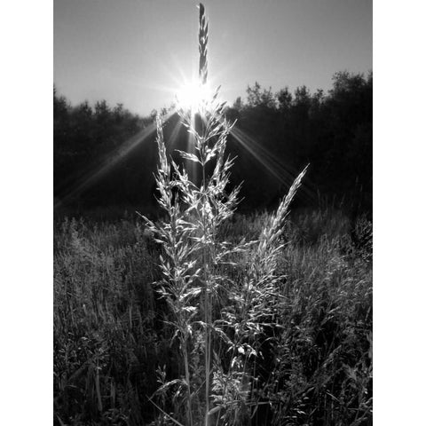 Magical Light White Modern Wood Framed Art Print by Henson, Martin