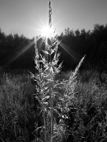 Magical Light Black Ornate Wood Framed Art Print with Double Matting by Henson, Martin