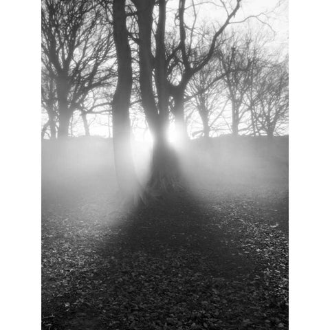 Morning Light Black Modern Wood Framed Art Print with Double Matting by Henson, Martin