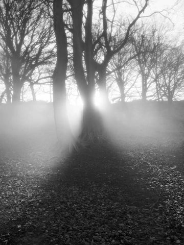 Morning Light White Modern Wood Framed Art Print with Double Matting by Henson, Martin