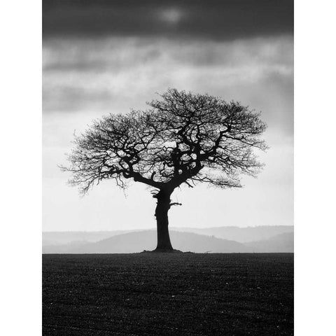 Without Leaves White Modern Wood Framed Art Print by Henson, Martin