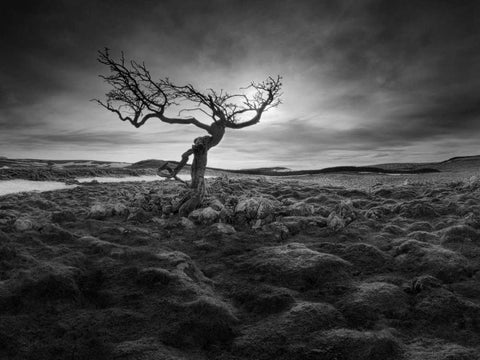 Lonesome White Modern Wood Framed Art Print with Double Matting by Henson, Martin