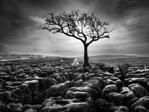 Grikes and Clints White Modern Wood Framed Art Print with Double Matting by Henson, Martin