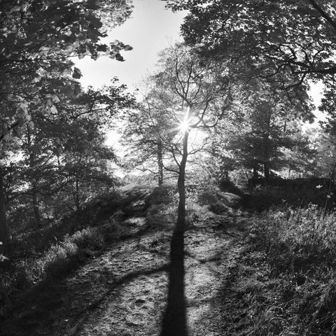 Woodland Tones I Gold Ornate Wood Framed Art Print with Double Matting by Henson, Martin