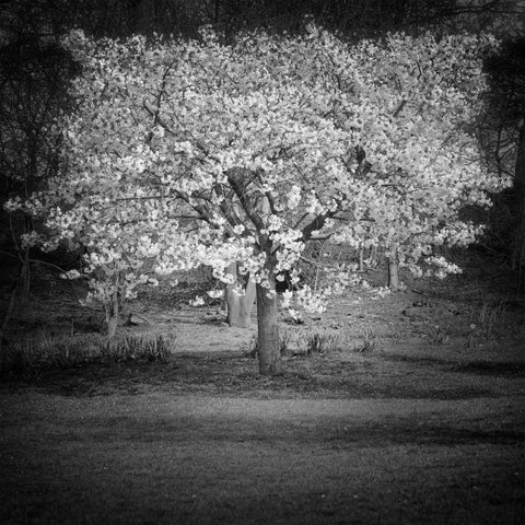 Woodland Tones II Gold Ornate Wood Framed Art Print with Double Matting by Henson, Martin