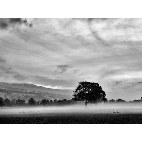 Misty Weather IV White Modern Wood Framed Art Print by Henson, Martin