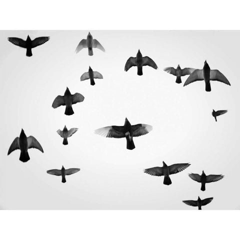 In the Skies I White Modern Wood Framed Art Print by Henson, Martin