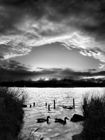 Swimming Pool Black Ornate Wood Framed Art Print with Double Matting by Henson, Martin