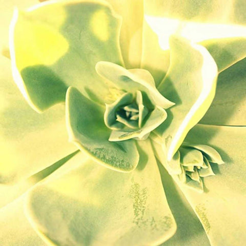 Succulent I Gold Ornate Wood Framed Art Print with Double Matting by Bell, Lillian