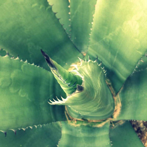 Succulent II White Modern Wood Framed Art Print with Double Matting by Bell, Lillian