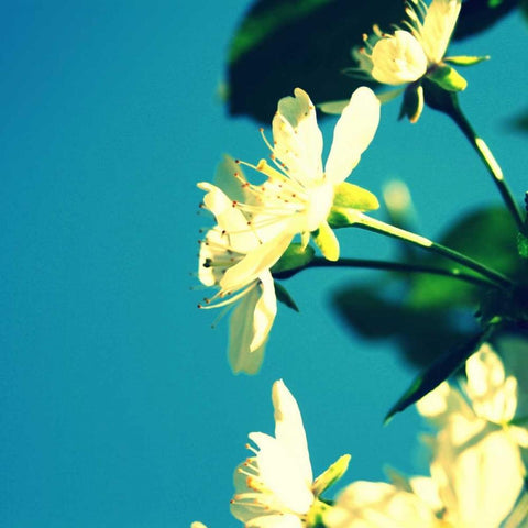 Summer Blossom I Black Ornate Wood Framed Art Print with Double Matting by Bell, Lillian