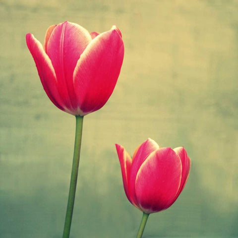 Tulip in Fuchsia II Black Modern Wood Framed Art Print by Bell, Lillian