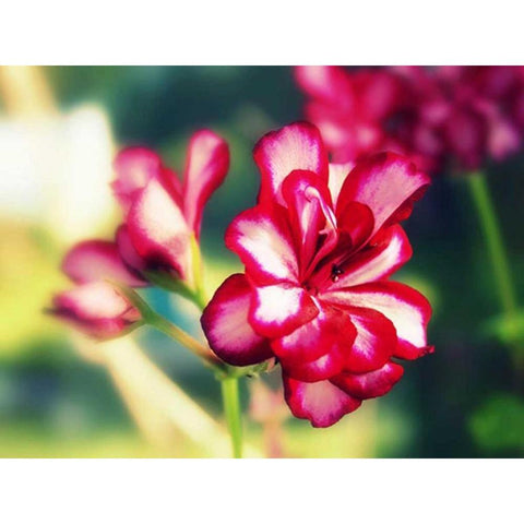 Pink Blossom I Black Modern Wood Framed Art Print by Bell, Lillian