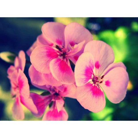 Pink Blossom II White Modern Wood Framed Art Print by Bell, Lillian