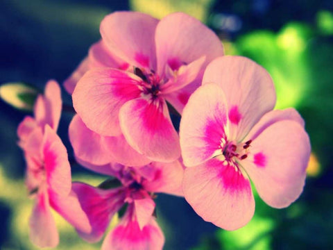 Pink Blossom II White Modern Wood Framed Art Print with Double Matting by Bell, Lillian