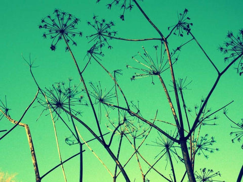 Cow Parsley I Black Ornate Wood Framed Art Print with Double Matting by Bell, Lillian