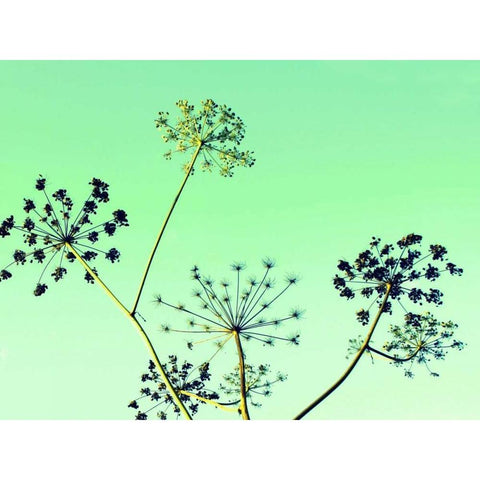 Cow Parsley II Black Modern Wood Framed Art Print with Double Matting by Bell, Lillian