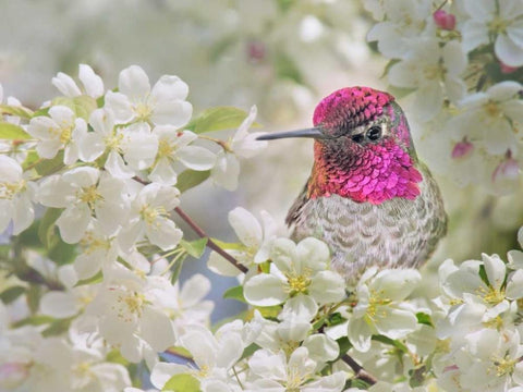 A Brilliant Peace I Black Ornate Wood Framed Art Print with Double Matting by Robertson, Leda