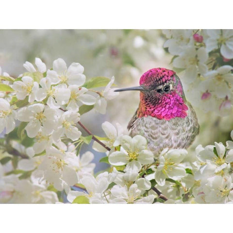 A Brilliant Peace I Black Modern Wood Framed Art Print by Robertson, Leda