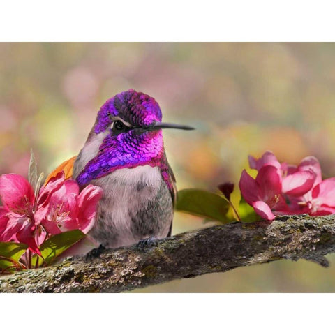 A Brilliant Peace II Black Modern Wood Framed Art Print with Double Matting by Robertson, Leda