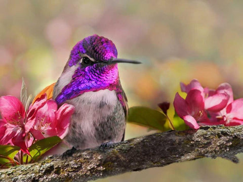 A Brilliant Peace II White Modern Wood Framed Art Print with Double Matting by Robertson, Leda