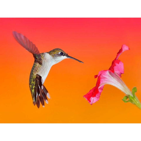 The Flower Dance I White Modern Wood Framed Art Print by Robertson, Leda