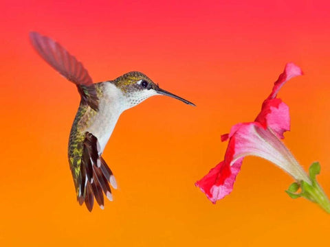 The Flower Dance I White Modern Wood Framed Art Print with Double Matting by Robertson, Leda