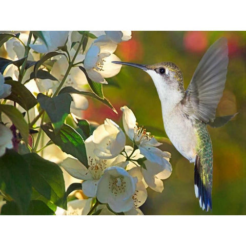 The Flower Dance II Gold Ornate Wood Framed Art Print with Double Matting by Robertson, Leda