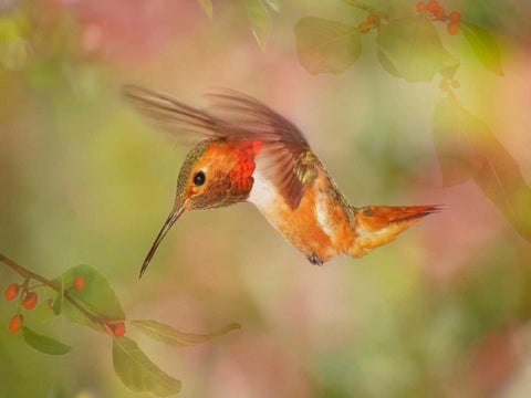 The Flower Dance III White Modern Wood Framed Art Print with Double Matting by Robertson, Leda