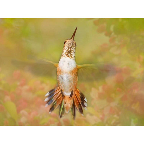 The Flower Dance IV White Modern Wood Framed Art Print by Robertson, Leda