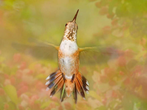 The Flower Dance IV White Modern Wood Framed Art Print with Double Matting by Robertson, Leda