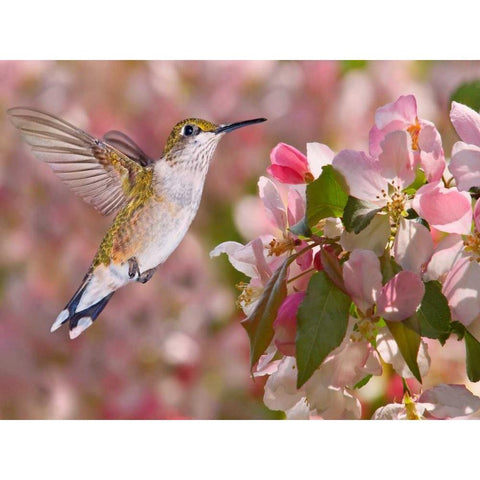 The Flower Dance V Black Modern Wood Framed Art Print with Double Matting by Robertson, Leda