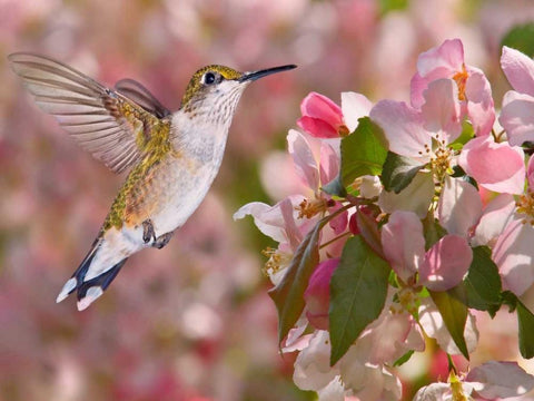 The Flower Dance V White Modern Wood Framed Art Print with Double Matting by Robertson, Leda
