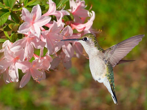 The Flower Dance VI Black Ornate Wood Framed Art Print with Double Matting by Robertson, Leda