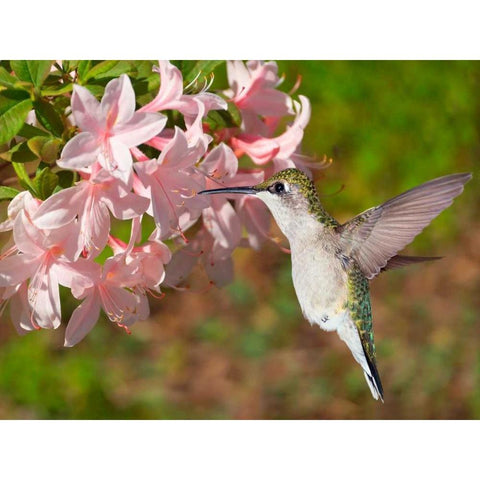 The Flower Dance VI Black Modern Wood Framed Art Print with Double Matting by Robertson, Leda