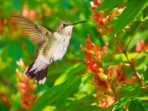 The Flower Dance VII Black Ornate Wood Framed Art Print with Double Matting by Robertson, Leda