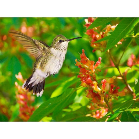 The Flower Dance VII Black Modern Wood Framed Art Print with Double Matting by Robertson, Leda