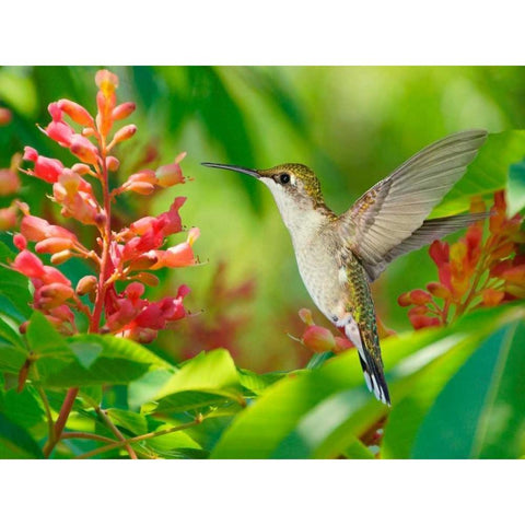 The Flower Dance VIII Black Modern Wood Framed Art Print with Double Matting by Robertson, Leda