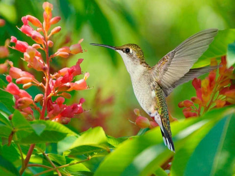 The Flower Dance VIII Black Ornate Wood Framed Art Print with Double Matting by Robertson, Leda