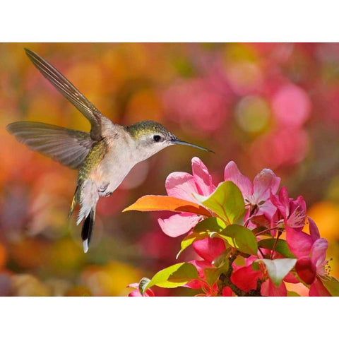 The Flower Dance IX Black Modern Wood Framed Art Print with Double Matting by Robertson, Leda