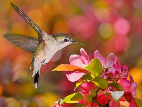 The Flower Dance IX White Modern Wood Framed Art Print with Double Matting by Robertson, Leda