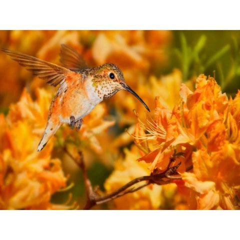 The Flower Dance X Black Modern Wood Framed Art Print with Double Matting by Robertson, Leda