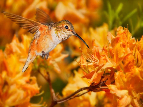 The Flower Dance X Black Ornate Wood Framed Art Print with Double Matting by Robertson, Leda