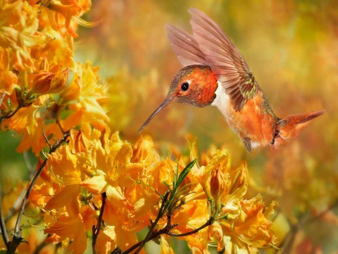 The Flower Dance XI Black Ornate Wood Framed Art Print with Double Matting by Robertson, Leda