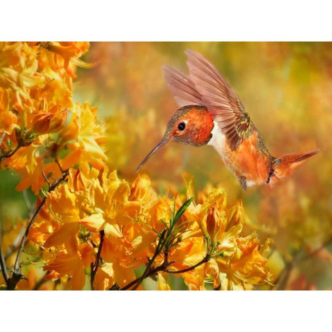 The Flower Dance XI Black Modern Wood Framed Art Print by Robertson, Leda