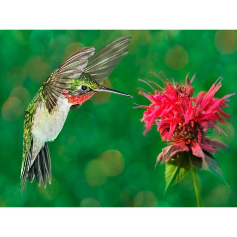 The Flower Dance XII Black Modern Wood Framed Art Print by Robertson, Leda