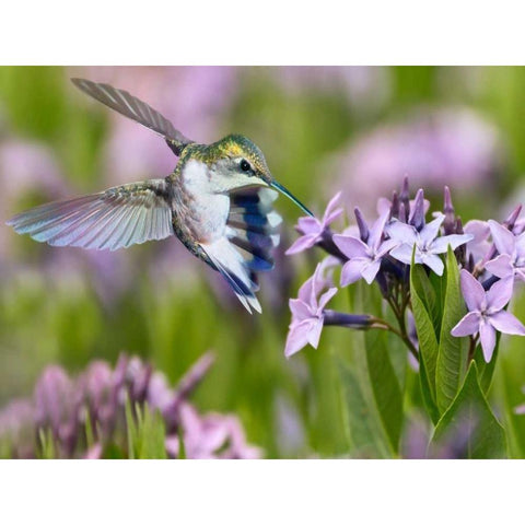 The Flower Dance XIII Black Modern Wood Framed Art Print by Robertson, Leda